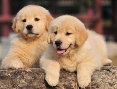 帥氣溫順純種小金毛 圖4