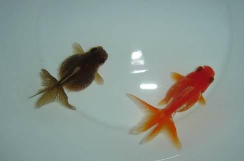 精品金魚批發(fā)零售 圖1