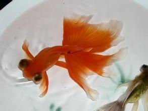 精品金魚批發(fā)零售 圖4