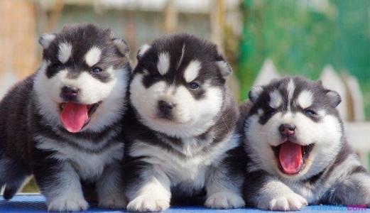 出售一窩超級可愛的藍眼睛哈士奇寶寶 圖3