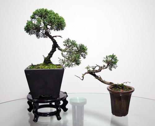 大量出售各種苗木盆景花卉 圖1