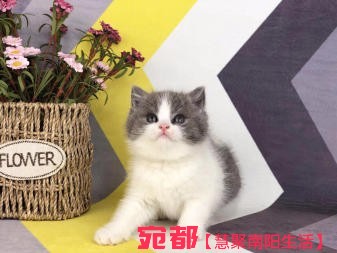 南陽自家金吉拉寶寶長期出售  圖1