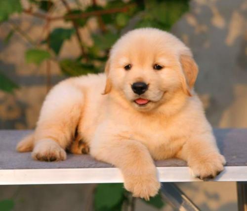 憨厚可愛小金毛,賽級品質,健康血統(tǒng)有保證