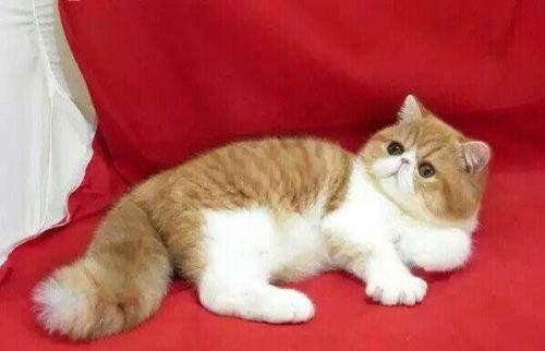 懶洋洋，萌萌噠，異國加菲貓