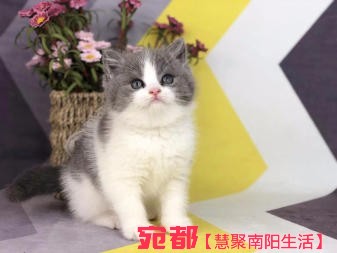 南陽自家金吉拉寶寶長期出售 